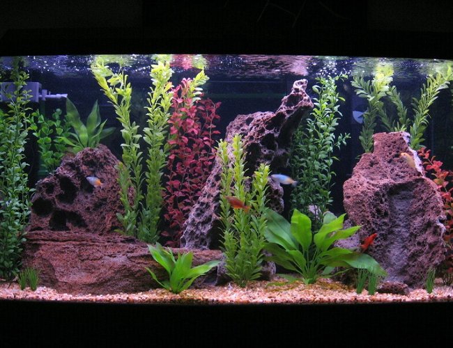 80 gallons freshwater fish tank (mostly fish and non-living decorations) - The tank is a 80 gallon Visia Aquarium. Filtration is provided by 2 Penguin Bio Wheel 350's and 1 Eheim canister 2215. The heater is a 250w Visi-therm Stealth heater. I do 50% water change and vacuum the gravel once a week. 80 gallons freshwater fish tank (mostly fish and non-living decorations) - The tank is a 80 gallon Visia Aquarium. Filtration is provided by 2 Penguin Bio Wheel 350's and 1 Eheim canister 2215. The heater is a 250w Visi-therm Stealth heater. I do 50% water change and vacuum the gravel once a week.