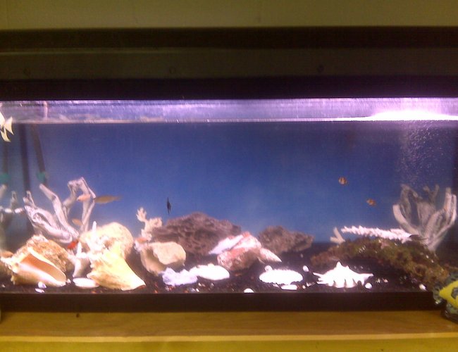 70 gallons freshwater fish tank (mostly fish and non-living decorations) - 70 gallons, homemade stand, 16 fish 70 gallons freshwater fish tank (mostly fish and non-living decorations) - 70 gallons, homemade stand, 16 fish