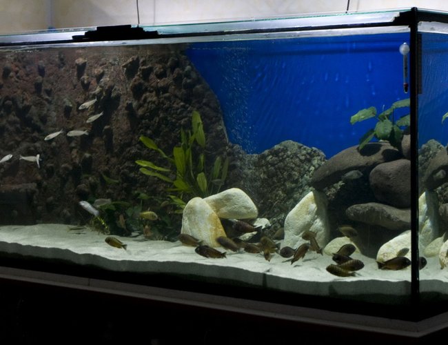 220 gallons freshwater fish tank (mostly fish and non-living decorations) - 200 gals 220 gallons freshwater fish tank (mostly fish and non-living decorations) - 200 gals
