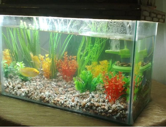 6 gallons freshwater fish tank (mostly fish and non-living decorations) - 2 gourami fish
6.48 gallons 6 gallons freshwater fish tank (mostly fish and non-living decorations) - 2 gourami fish
6.48 gallons