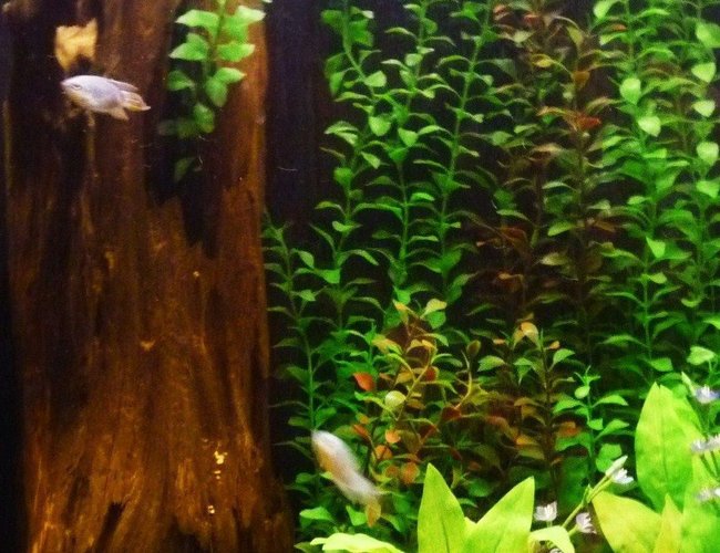 47 gallons freshwater fish tank (mostly fish and non-living decorations) - 47 gallon collumn 47 gallons freshwater fish tank (mostly fish and non-living decorations) - 47 gallon collumn