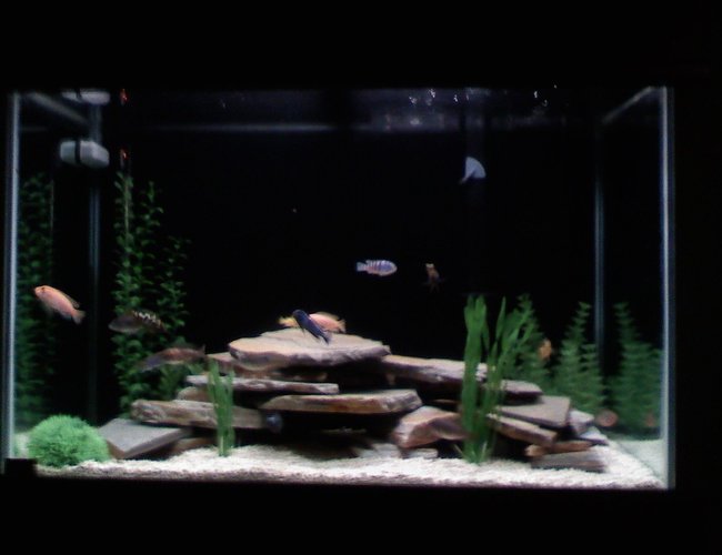 70 gallons freshwater fish tank (mostly fish and non-living decorations) - Front View of African Cichlid 70 gallons freshwater fish tank (mostly fish and non-living decorations) - Front View of African Cichlid