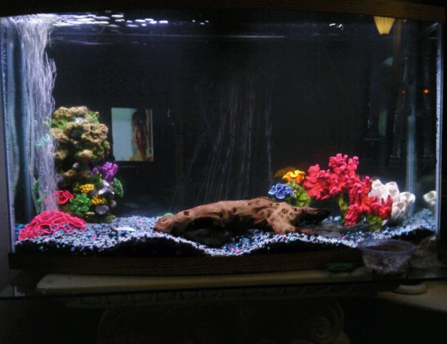 50 gallons freshwater fish tank (mostly fish and non-living decorations) - 50 gal bow front tank with two jack dempsey and an pleco 50 gallons freshwater fish tank (mostly fish and non-living decorations) - 50 gal bow front tank with two jack dempsey and an pleco