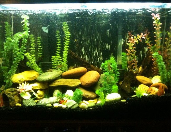 45 gallons freshwater fish tank (mostly fish and non-living decorations) - This is my tank! 45 gallons freshwater fish tank (mostly fish and non-living decorations) - This is my tank!