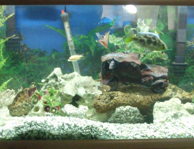 70 gallons freshwater fish tank (mostly fish and non-living decorations) - think i've got it figured out need some oppinions before i give it a face lift with live plants, this tank has produced babies so going to try live plants PLEASE HELP 70 gallons freshwater fish tank (mostly fish and non-living decorations) - think i've got it figured out need some oppinions before i give it a face lift with live plants, this tank has produced babies so going to try live plants PLEASE HELP