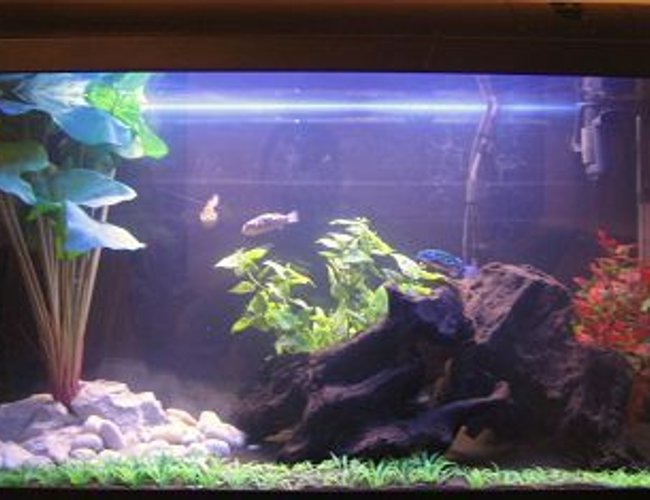 33 gallons freshwater fish tank (mostly fish and non-living decorations) - Brackish system. Only been running since the end of december. Thanks for looking and please rate. 33 gallons freshwater fish tank (mostly fish and non-living decorations) - Brackish system. Only been running since the end of december. Thanks for looking and please rate.