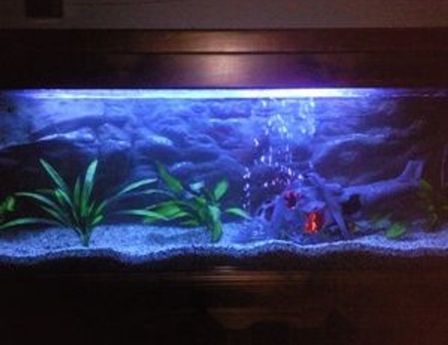 135 gallons freshwater fish tank (mostly fish and non-living decorations) - 6FT tank with oscars, its our first tank, and still a working progress
This is not a good pic, will try and get a better one up asap. 135 gallons freshwater fish tank (mostly fish and non-living decorations) - 6FT tank with oscars, its our first tank, and still a working progress
This is not a good pic, will try and get a better one up asap.