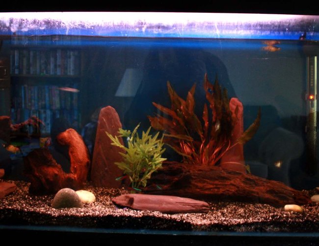 33 gallons freshwater fish tank (mostly fish and non-living decorations) - Rob's 125 litre tank 33 gallons freshwater fish tank (mostly fish and non-living decorations) - Rob's 125 litre tank