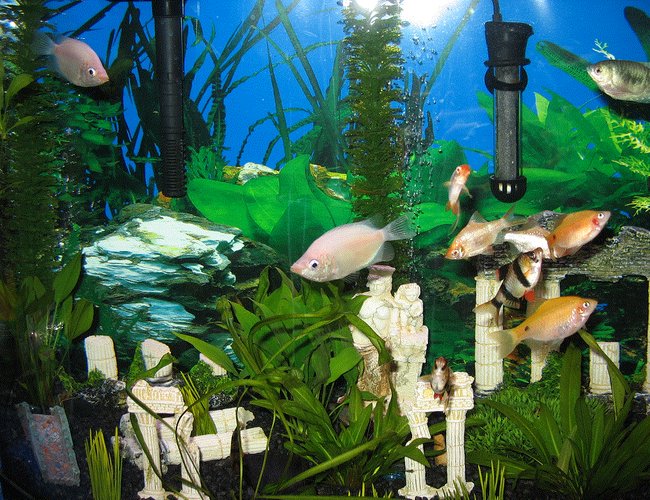 26 gallons freshwater fish tank (mostly fish and non-living decorations) - My fish tank yey 26 gallons freshwater fish tank (mostly fish and non-living decorations) - My fish tank yey