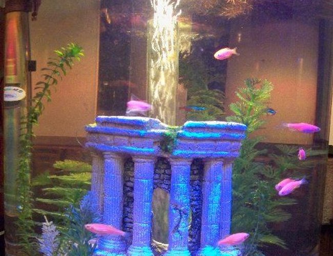 70 gallons freshwater fish tank (mostly fish and non-living decorations) - 9 gallon biube.
Comment please? 70 gallons freshwater fish tank (mostly fish and non-living decorations) - 9 gallon biube.
Comment please?