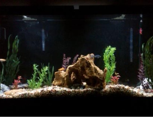 60 gallons freshwater fish tank (mostly fish and non-living decorations) 60 gallons freshwater fish tank (mostly fish and non-living decorations)