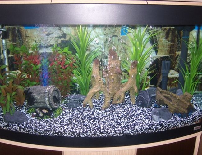 39 gallons freshwater fish tank (mostly fish and non-living decorations) - 180l Community Tank 39 gallons freshwater fish tank (mostly fish and non-living decorations) - 180l Community Tank