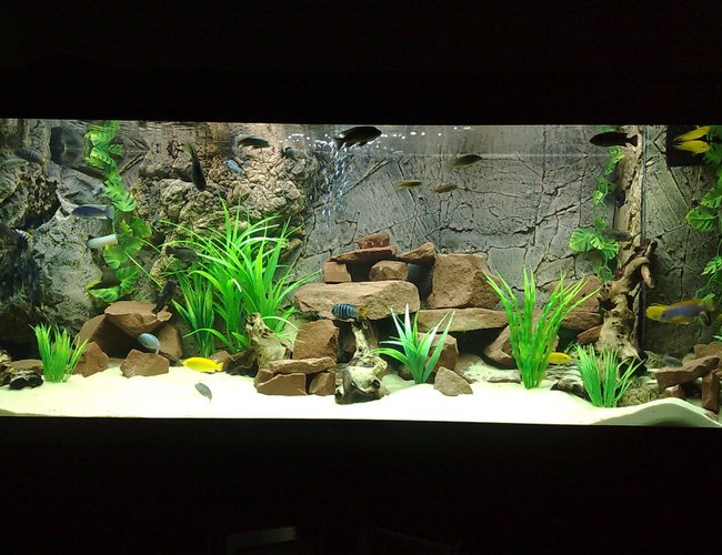 105 gallons freshwater fish tank (mostly fish and non-living decorations) - 400ltr Malawi Tank. 105 gallons freshwater fish tank (mostly fish and non-living decorations) - 400ltr Malawi Tank.