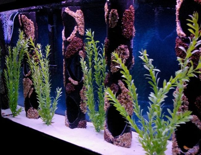 80 gallons freshwater fish tank (mostly fish and non-living decorations) - 80 Gallon Cichlid Tank 80 gallons freshwater fish tank (mostly fish and non-living decorations) - 80 Gallon Cichlid Tank