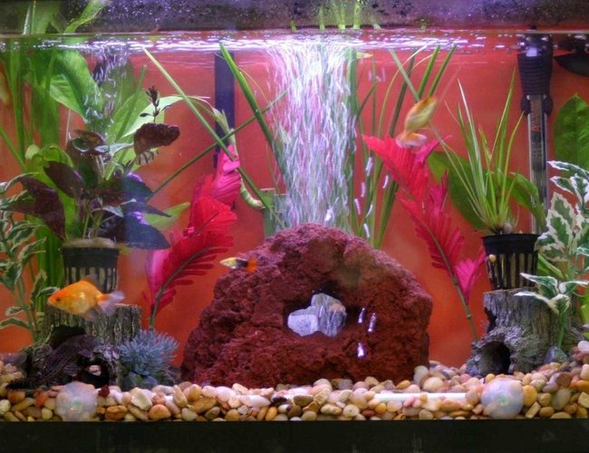 46 gallons freshwater fish tank (mostly fish and non-living decorations) - 10 gallons tank 46 gallons freshwater fish tank (mostly fish and non-living decorations) - 10 gallons tank