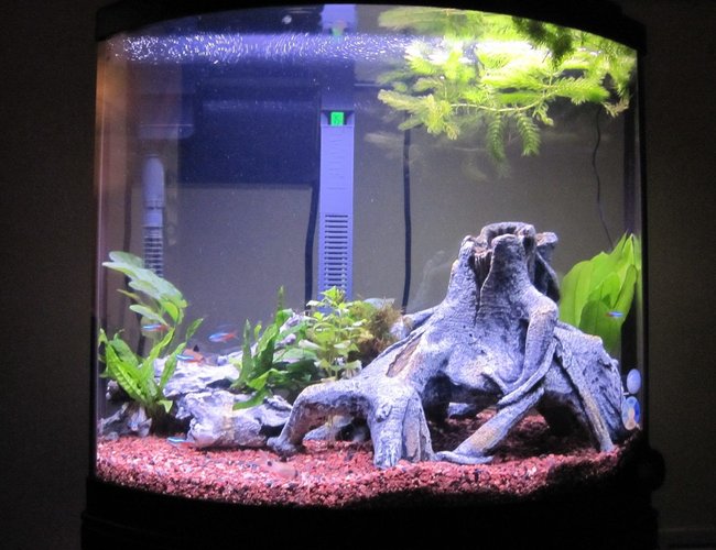 16 gallons freshwater fish tank (mostly fish and non-living decorations) - 16G Bow Front 3 1/2 Weeks Old 16 gallons freshwater fish tank (mostly fish and non-living decorations) - 16G Bow Front 3 1/2 Weeks Old