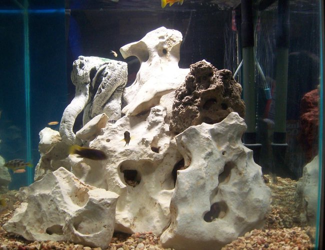 60 gallons freshwater fish tank (mostly fish and non-living decorations) - Built-In 60 gallon cube african cichlid tank. 30 lbs lava rock and 40 lbs texas holey rock. 60 gallons freshwater fish tank (mostly fish and non-living decorations) - Built-In 60 gallon cube african cichlid tank. 30 lbs lava rock and 40 lbs texas holey rock.