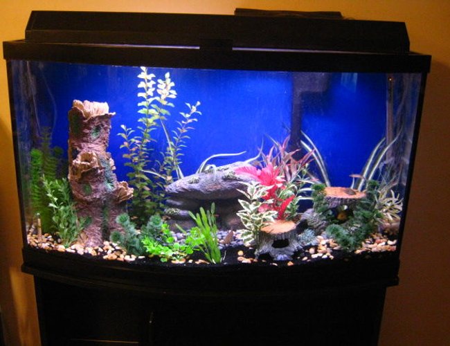 47 gallons freshwater fish tank (mostly fish and non-living decorations) - 47 gallon bow-front chiclid tank. Turns out, my fish are somewhat camera-shy. 47 gallons freshwater fish tank (mostly fish and non-living decorations) - 47 gallon bow-front chiclid tank. Turns out, my fish are somewhat camera-shy.