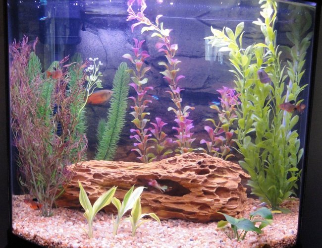 16 gallons freshwater fish tank (mostly fish and non-living decorations) - 16 gallon bow (April 01, 2010) 16 gallons freshwater fish tank (mostly fish and non-living decorations) - 16 gallon bow (April 01, 2010)