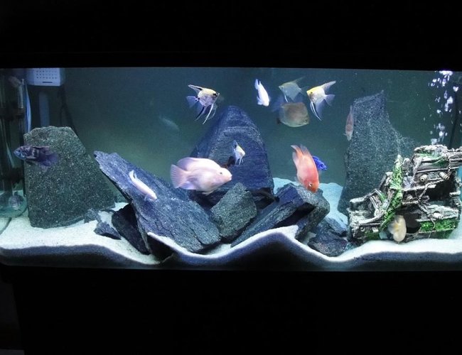 70 gallons freshwater fish tank (mostly fish and non-living decorations) - After lots of thought I changed my tank to a cichlid tank like a few of you suggested Its been running for 6 months now with everybody getting along :) 70 gallons freshwater fish tank (mostly fish and non-living decorations) - After lots of thought I changed my tank to a cichlid tank like a few of you suggested Its been running for 6 months now with everybody getting along :)