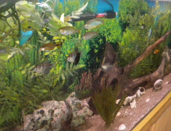 100 gallons freshwater fish tank (mostly fish and non-living decorations) - Aquarium 100 gallons freshwater fish tank (mostly fish and non-living decorations) - Aquarium