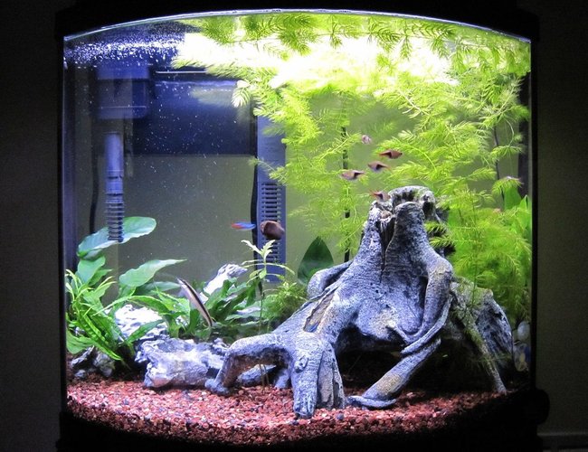 16 gallons freshwater fish tank (mostly fish and non-living decorations) - 3 Months 16 gallons freshwater fish tank (mostly fish and non-living decorations) - 3 Months