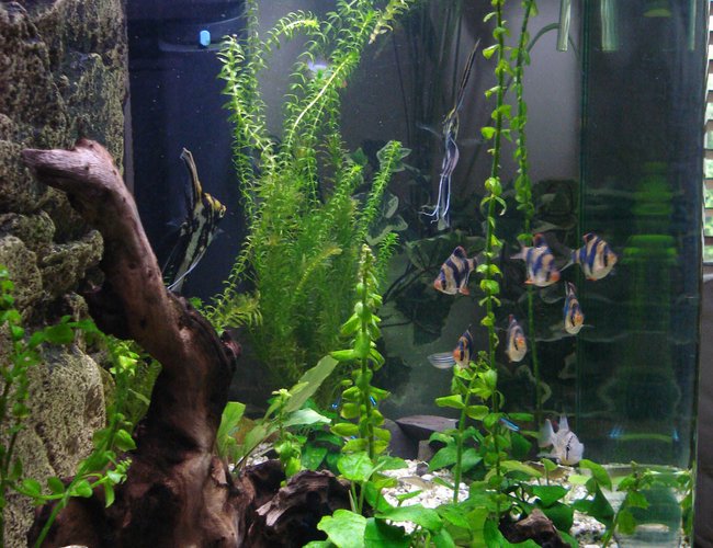 45 gallons freshwater fish tank (mostly fish and non-living decorations) - Side view 45 gallons freshwater fish tank (mostly fish and non-living decorations) - Side view