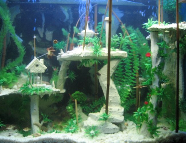 80 gallons freshwater fish tank (mostly fish and non-living decorations) - Atlantis - the buried city 80 gallons freshwater fish tank (mostly fish and non-living decorations) - Atlantis - the buried city