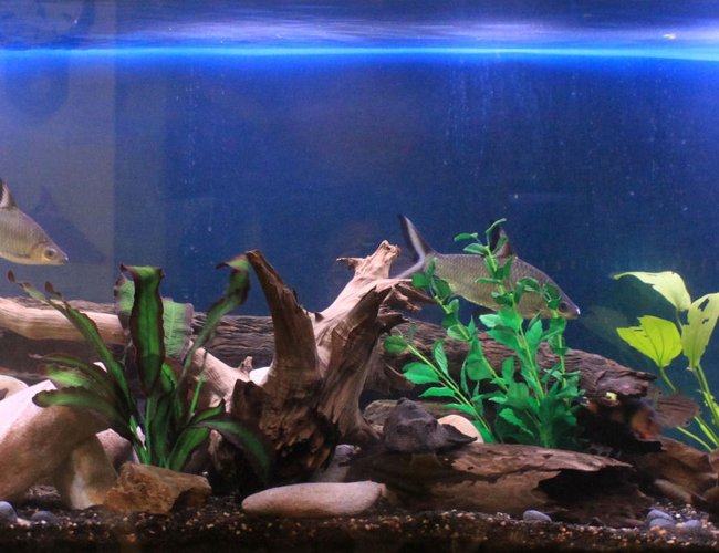 200 gallons freshwater fish tank (mostly fish and non-living decorations) - New setup to make many crevices for my loaches, cichlids and catfish. 200 gallons freshwater fish tank (mostly fish and non-living decorations) - New setup to make many crevices for my loaches, cichlids and catfish.