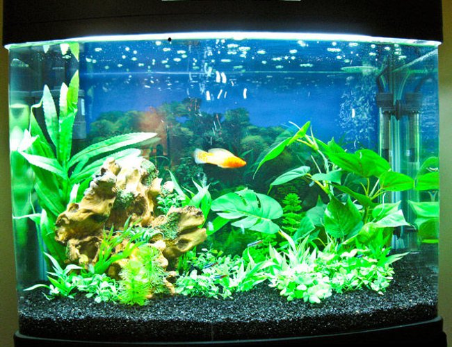 25 gallons freshwater fish tank (mostly fish and non-living decorations) - My new Hopar 25 gallon.
6 Neon Tetra, 1 Sailfin Molly 25 gallons freshwater fish tank (mostly fish and non-living decorations) - My new Hopar 25 gallon.
6 Neon Tetra, 1 Sailfin Molly