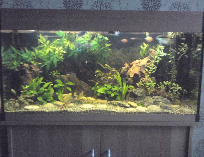 200 gallons freshwater fish tank (mostly fish and non-living decorations) - my tank as it is now. 6 months old. sorry about the poor picture quality! 200 gallons freshwater fish tank (mostly fish and non-living decorations) - my tank as it is now. 6 months old. sorry about the poor picture quality!