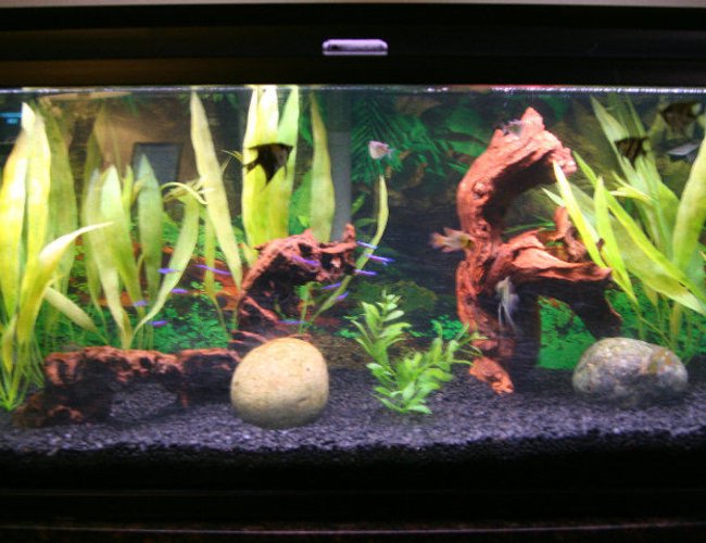 40 gallons freshwater fish tank (mostly fish and non-living decorations) - tank set up with an amazonian theme/vibe/ambiance/decor: 4 young angels
3 blue long fin rams
2 hatchets
12 cardinal tetras
3 cory cats
1 small bushy nose pleco 40 gallons freshwater fish tank (mostly fish and non-living decorations) - tank set up with an amazonian theme/vibe/ambiance/decor: 4 young angels
3 blue long fin rams
2 hatchets
12 cardinal tetras
3 cory cats
1 small bushy nose pleco