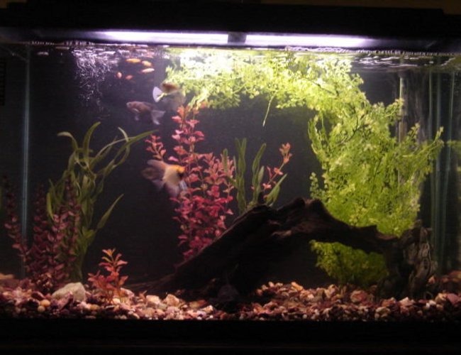45 gallons freshwater fish tank (mostly fish and non-living decorations) - 45 gallon, plastic plants, driftwood, 1x hatchet, 2x cherry barb, 1x angelfish, 1x sailfin catfish, 2x upside-down catfish, 5x golden white clouds, 3x black skirt tetra 45 gallons freshwater fish tank (mostly fish and non-living decorations) - 45 gallon, plastic plants, driftwood, 1x hatchet, 2x cherry barb, 1x angelfish, 1x sailfin catfish, 2x upside-down catfish, 5x golden white clouds, 3x black skirt tetra