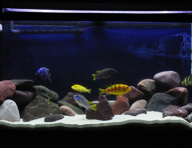 46 gallons freshwater fish tank (mostly fish and non-living decorations) - 46 gallon bow front. Reef sand with rocks from Lake Superior's north shore. Zoo Med T5 HO lighting (1 coral sun actinic, 1 ultra sun 6500k), Rena XP3 canister, and a 200W heater. 46 gallons freshwater fish tank (mostly fish and non-living decorations) - 46 gallon bow front. Reef sand with rocks from Lake Superior's north shore. Zoo Med T5 HO lighting (1 coral sun actinic, 1 ultra sun 6500k), Rena XP3 canister, and a 200W heater.