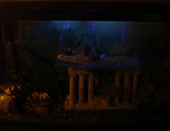 60 gallons freshwater fish tank (mostly fish and non-living decorations) - with black light burning & with accent light--(hard to capture without proper camera) 60 gallons freshwater fish tank (mostly fish and non-living decorations) - with black light burning & with accent light--(hard to capture without proper camera)