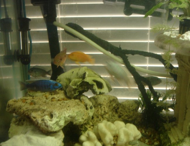 60 gallons freshwater fish tank (mostly fish and non-living decorations) - A get together for a group photo. Of course not everyone decided to show!! 60 gallons freshwater fish tank (mostly fish and non-living decorations) - A get together for a group photo. Of course not everyone decided to show!!