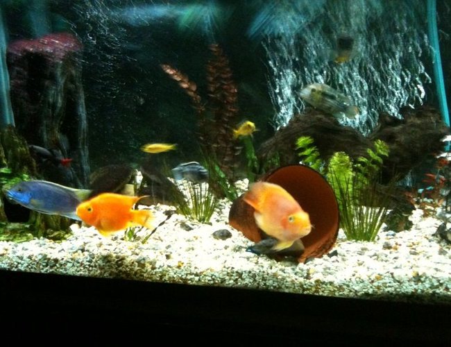 65 gallons freshwater fish tank (mostly fish and non-living decorations) - feeding time 65 gallons freshwater fish tank (mostly fish and non-living decorations) - feeding time