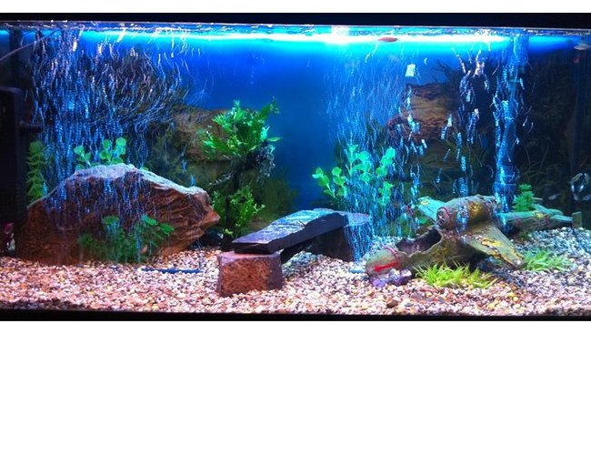 61 gallons freshwater fish tank (mostly fish and non-living decorations) - Tank overview 61 gallons freshwater fish tank (mostly fish and non-living decorations) - Tank overview