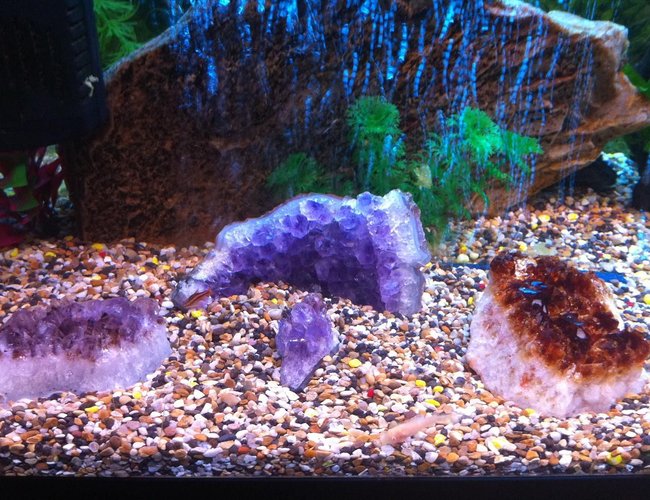 61 gallons freshwater fish tank (mostly fish and non-living decorations) - 1 albino coro and a cherry barb in Amethyst Valley 61 gallons freshwater fish tank (mostly fish and non-living decorations) - 1 albino coro and a cherry barb in Amethyst Valley