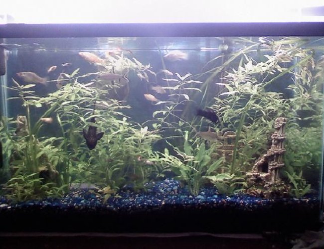 40 gallons freshwater fish tank (mostly fish and non-living decorations) - 40 gal
fresh water planted
New Breed Guppy White Tail
balasharks
guppys
mollies
pleco 40 gallons freshwater fish tank (mostly fish and non-living decorations) - 40 gal
fresh water planted
New Breed Guppy White Tail
balasharks
guppys
mollies
pleco