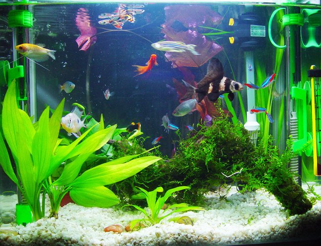 540 gallons freshwater fish tank (mostly fish and non-living decorations) - my aquarium 540 gallons freshwater fish tank (mostly fish and non-living decorations) - my aquarium