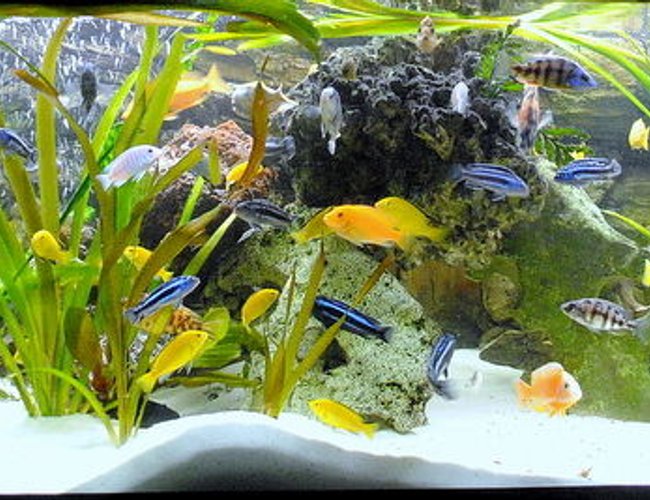 132 gallons freshwater fish tank (mostly fish and non-living decorations) - My best TV chanell 132 gallons freshwater fish tank (mostly fish and non-living decorations) - My best TV chanell