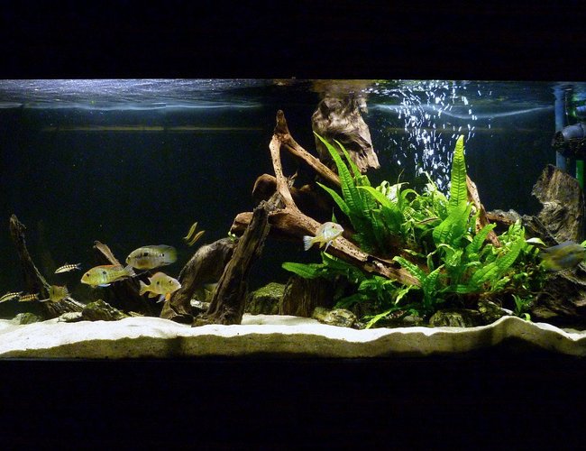 119 gallons freshwater fish tank (mostly fish and non-living decorations) - My South American cichlid tank. 119 gallons freshwater fish tank (mostly fish and non-living decorations) - My South American cichlid tank.