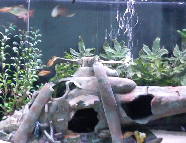 52 gallons freshwater fish tank (mostly fish and non-living decorations) - i have changed decor 52 gallons freshwater fish tank (mostly fish and non-living decorations) - i have changed decor