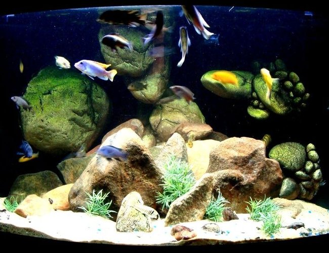 92 gallons freshwater fish tank (mostly fish and non-living decorations) - 92g Corner of Lake Malawi 92 gallons freshwater fish tank (mostly fish and non-living decorations) - 92g Corner of Lake Malawi