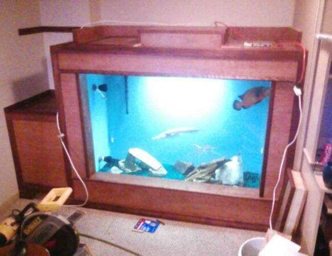 275 gallons freshwater fish tank (mostly fish and non-living decorations) - almost finished 275 gallons freshwater fish tank (mostly fish and non-living decorations) - almost finished