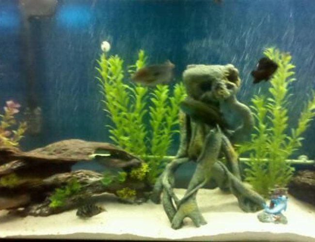 60 gallons freshwater fish tank (mostly fish and non-living decorations) - cichlid tank 60 gallons freshwater fish tank (mostly fish and non-living decorations) - cichlid tank