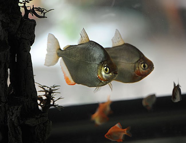 64 gallons freshwater fish tank (mostly fish and non-living decorations) - My Silver Dollars 64 gallons freshwater fish tank (mostly fish and non-living decorations) - My Silver Dollars