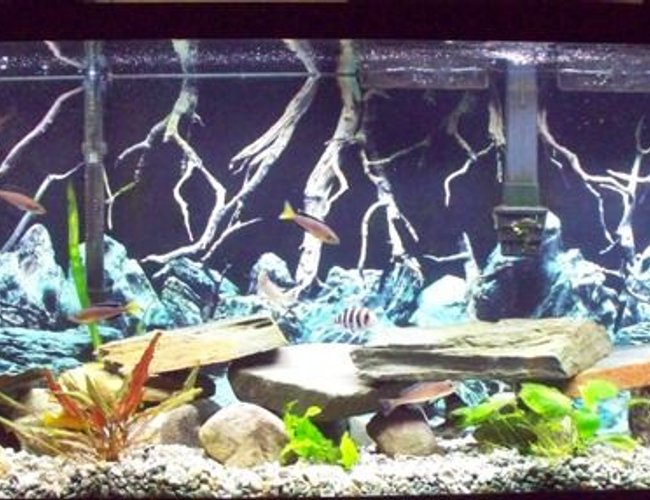 46 gallons freshwater fish tank (mostly fish and non-living decorations) - 55 gallon Tanganyika Community Tank 46 gallons freshwater fish tank (mostly fish and non-living decorations) - 55 gallon Tanganyika Community Tank