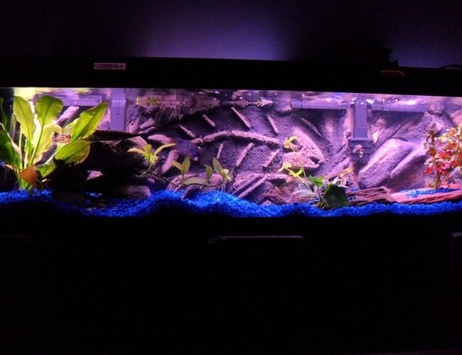 33 gallons freshwater fish tank (mostly fish and non-living decorations) - 3d Background turned out awesome!Check out the up close picture of the fish bones.Just something different comparing all the other great tanks here. 33 gallons freshwater fish tank (mostly fish and non-living decorations) - 3d Background turned out awesome!Check out the up close picture of the fish bones.Just something different comparing all the other great tanks here.